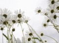 Zielona stokrotka.jpg