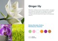Cartridge Prolitec AIRQ270 Ginger Lily 500ml